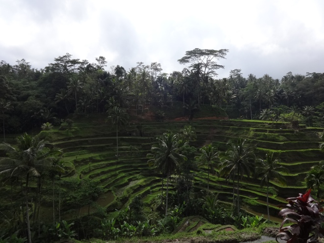 The paradise of rice terraces